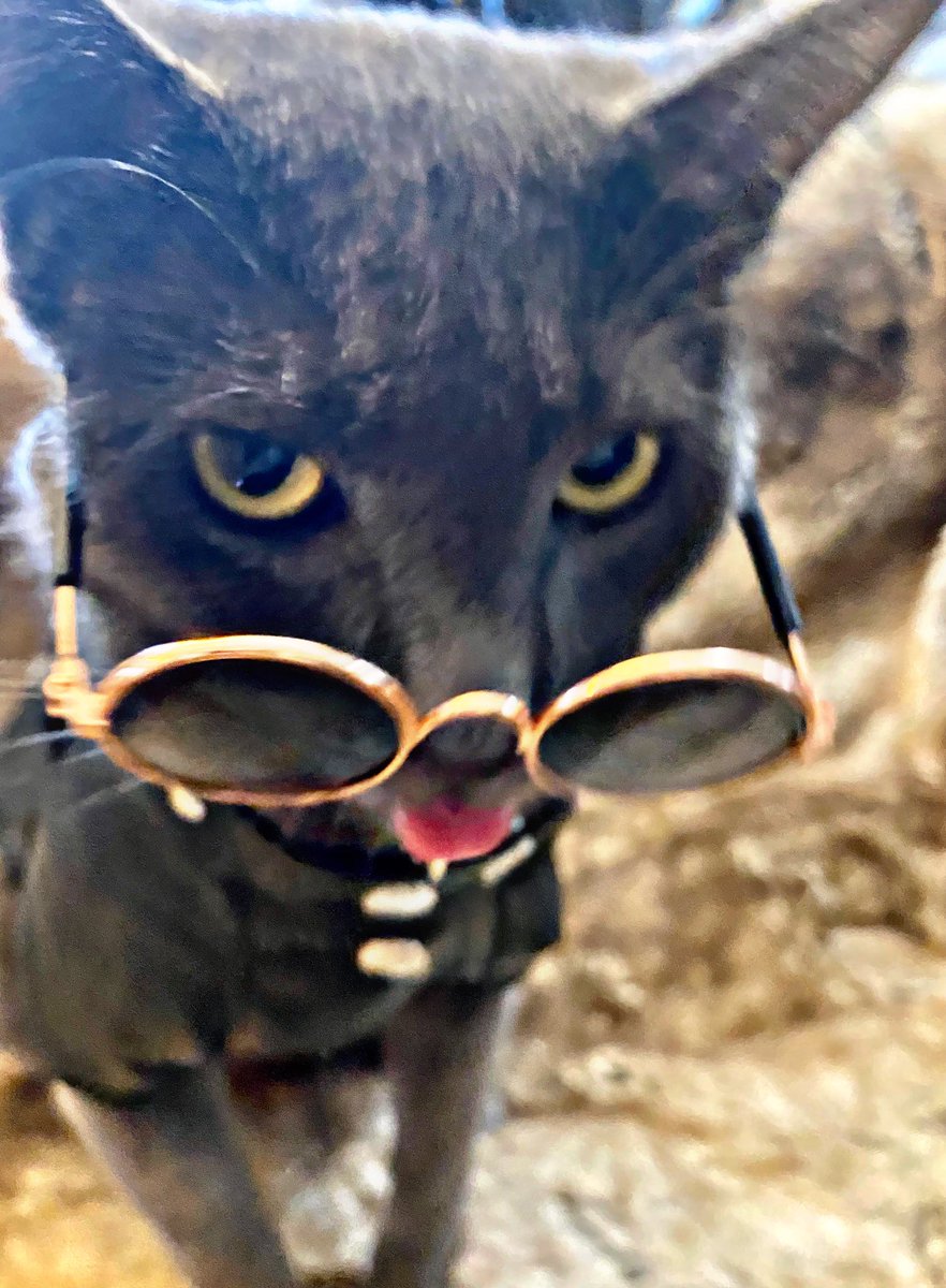 pagesofcodex's tweet photo. Just a cool cat doing #coolcat things. 

#theshopfates https://t.co/o7VndBkMdf