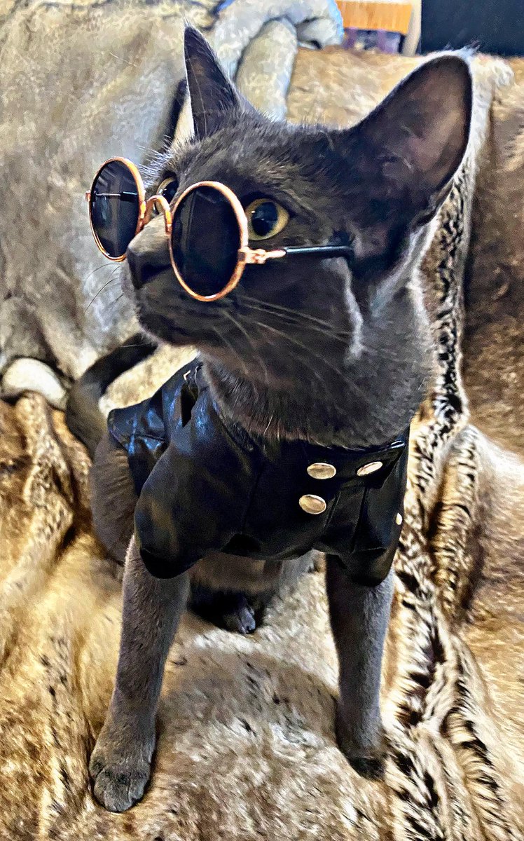 pagesofcodex's tweet photo. Just a cool cat doing #coolcat things. 

#theshopfates https://t.co/o7VndBkMdf