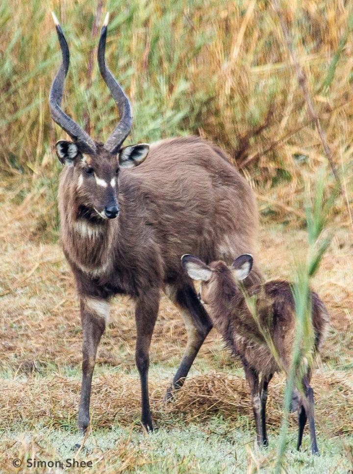 KelvinMakesi's tweet photo. Save the Kansaka National Park. Zambians and the World help us sign the petitions.
#ZCCN_Official
#ZEMA_you_promised_ecosystem
#PACJA
#Animal_will_have_no_homes
#No_Mining
#YouthForClimateJustice
@UNDPZambia
@UNV_Zambia
@wwfzambia
@UNBiodiversity
#ForTheFutureGeneration https://t.co/MtBmGWxOkX