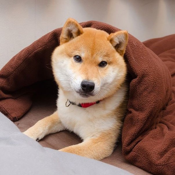 stilinskispn's tweet photo. 🌸 #ЦепочкаТвиттерских 💮

Условия:
️🐶 читай меня (я #взаимный на 100%)
🐺 ретвит/фав этого твита
🐶 будь взаимным и читай ретвитнувших/фавнувших

🎈 *Шутка про 0 рт* 🎈

🌺 #взаимная #followback 🌸
🏵 ️#взаимныеподписки 🌼
🌸 #цепочкафолловеров 🌺 
💮 #взаимныйфолловинг 🌷 https://t.co/kYRsRnlvX0