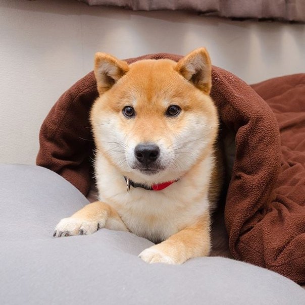 stilinskispn's tweet photo. 🌸 #ЦепочкаТвиттерских 💮

Условия:
️🐶 читай меня (я #взаимный на 100%)
🐺 ретвит/фав этого твита
🐶 будь взаимным и читай ретвитнувших/фавнувших

🎈 *Шутка про 0 рт* 🎈

🌺 #взаимная #followback 🌸
🏵 ️#взаимныеподписки 🌼
🌸 #цепочкафолловеров 🌺 
💮 #взаимныйфолловинг 🌷 https://t.co/kYRsRnlvX0