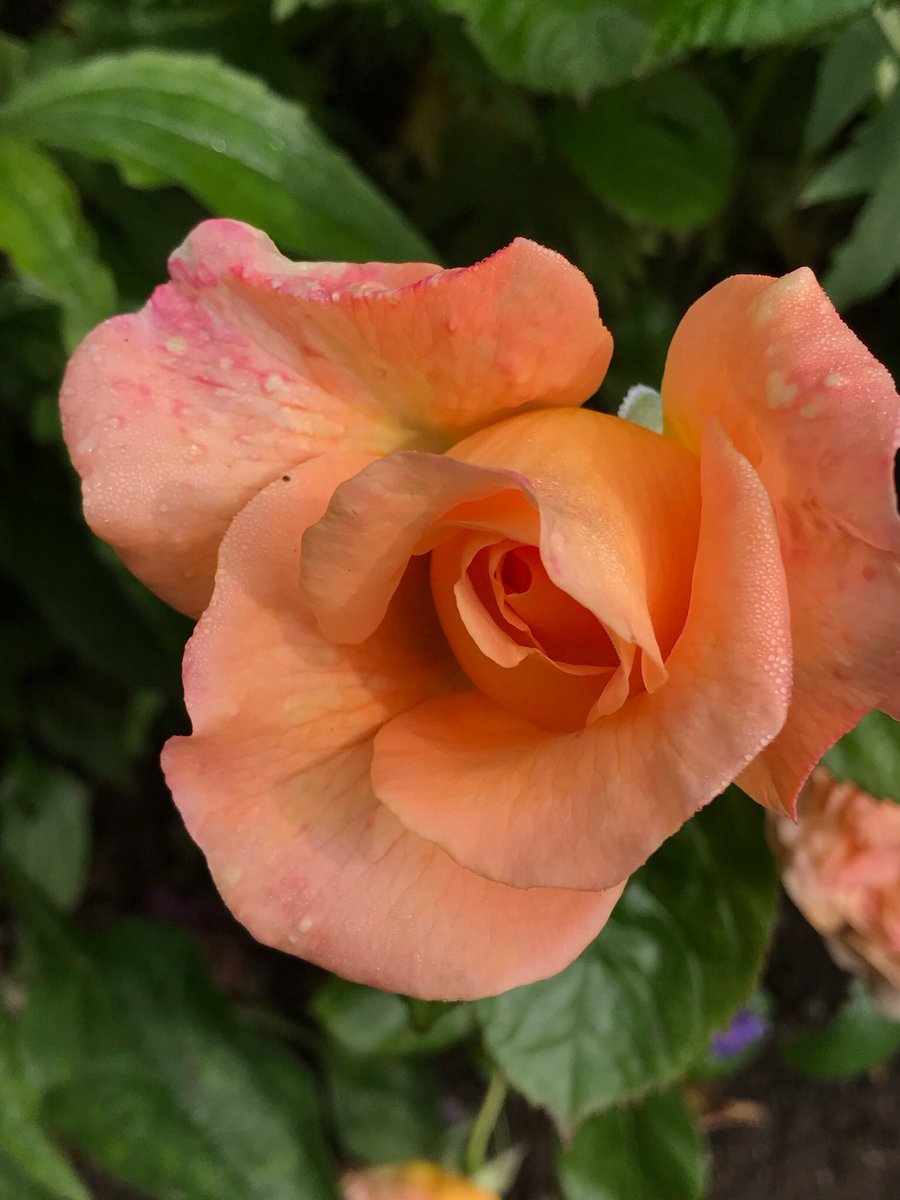 jay33bee's tweet image. Just roses ❤️