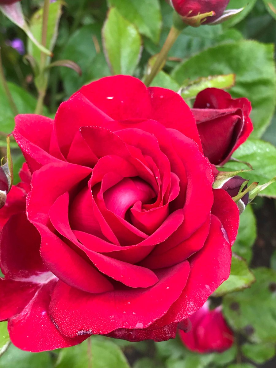 jay33bee's tweet image. Just roses ❤️