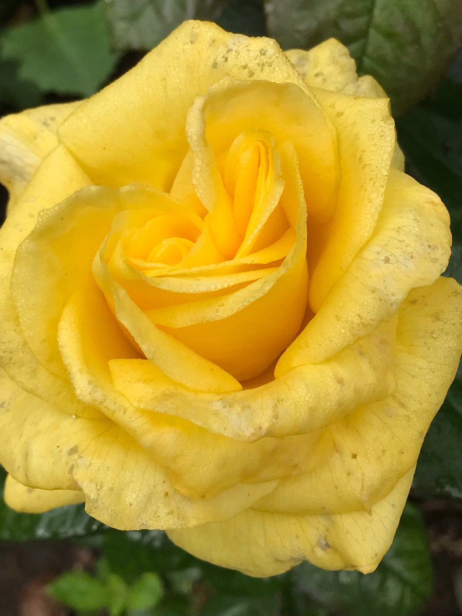 jay33bee's tweet image. Just roses ❤️