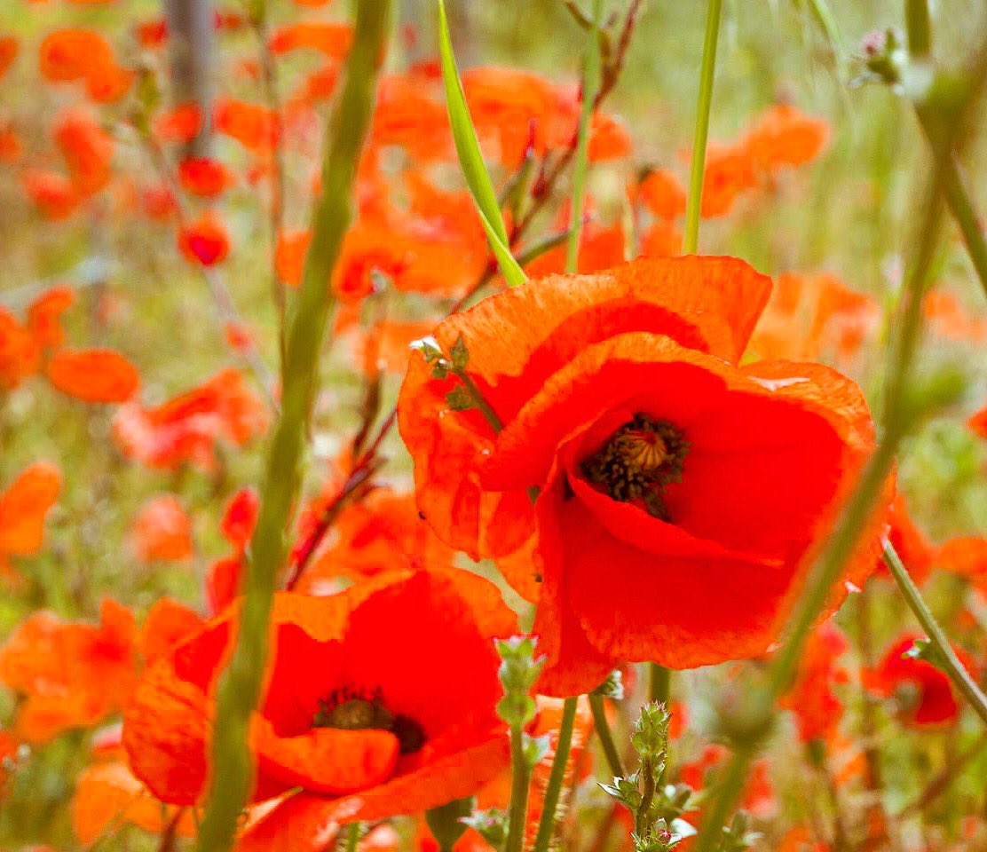 OutdoorReed's tweet photo. Love poppy season. Up closer this year in Luddesdown #poppy #poppies #poppyfields #flowers
#flowerfield #wildflowers #britishsummer #red #englishmeadow #luddesdown #gravesham #northkent #mykent #lovekent #visitkent #igerskent #explorekent #kentdowns #visitkent #kentcountryside https://t.co/9UoJdVDl8p