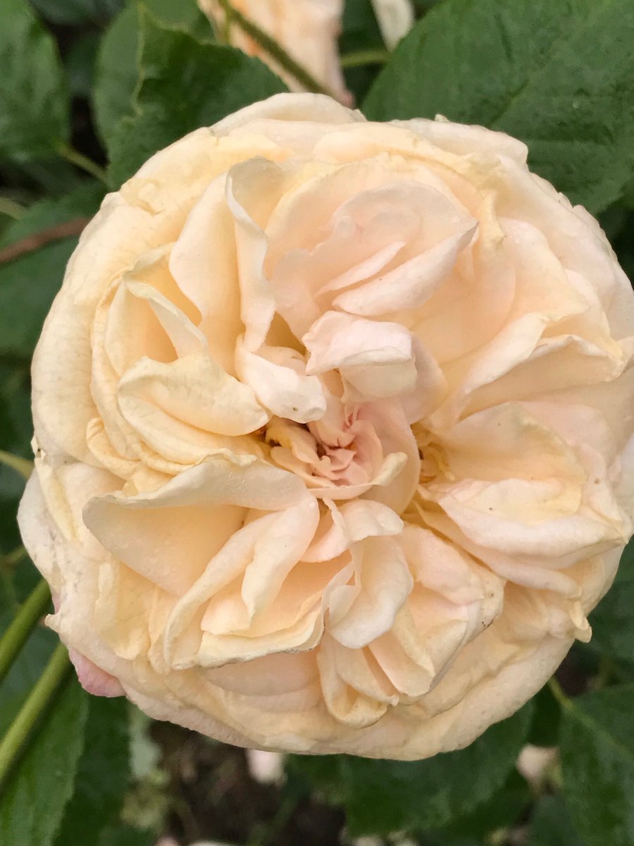 jay33bee's tweet image. Just a few of my roses