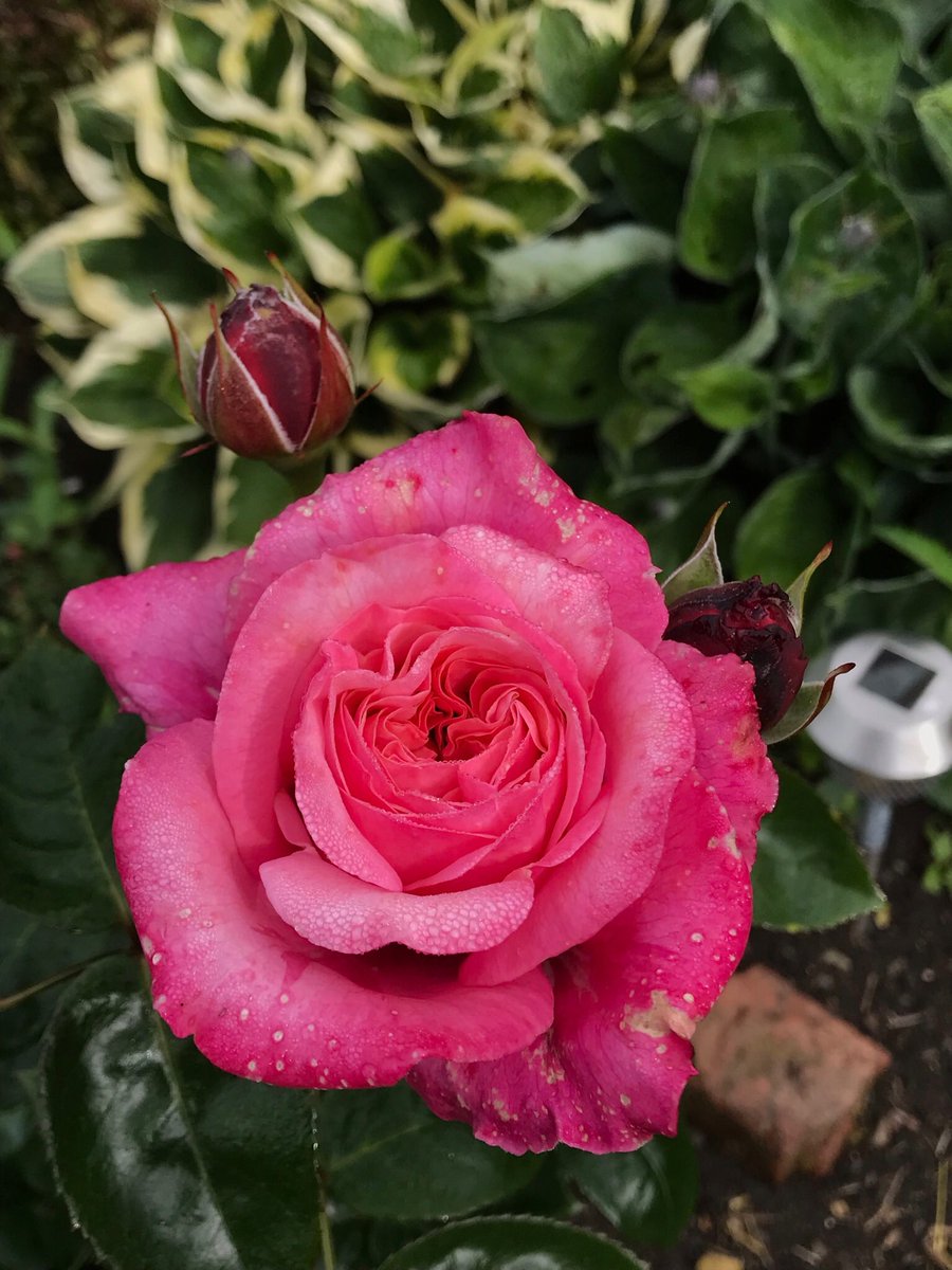 jay33bee's tweet image. Just a few of my roses