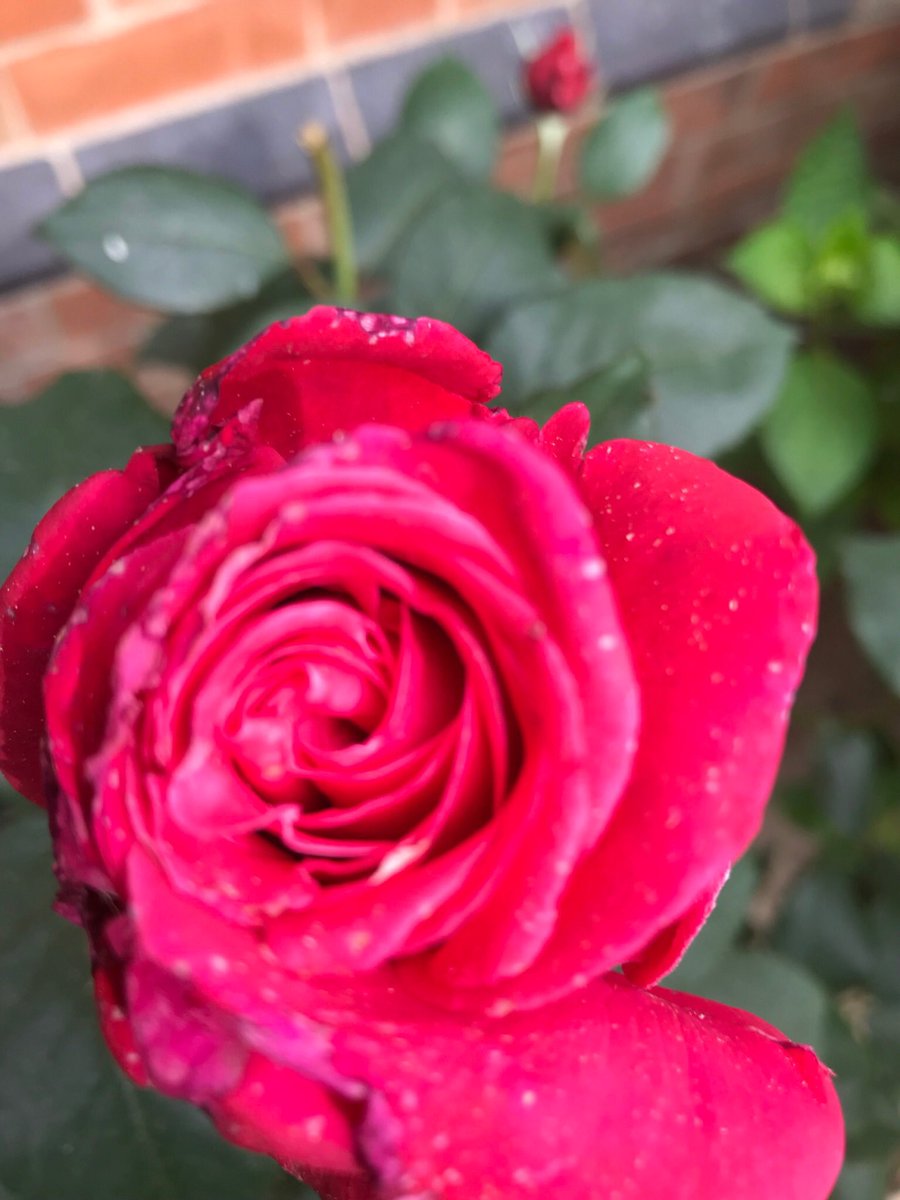 jay33bee's tweet image. Just a few of my roses