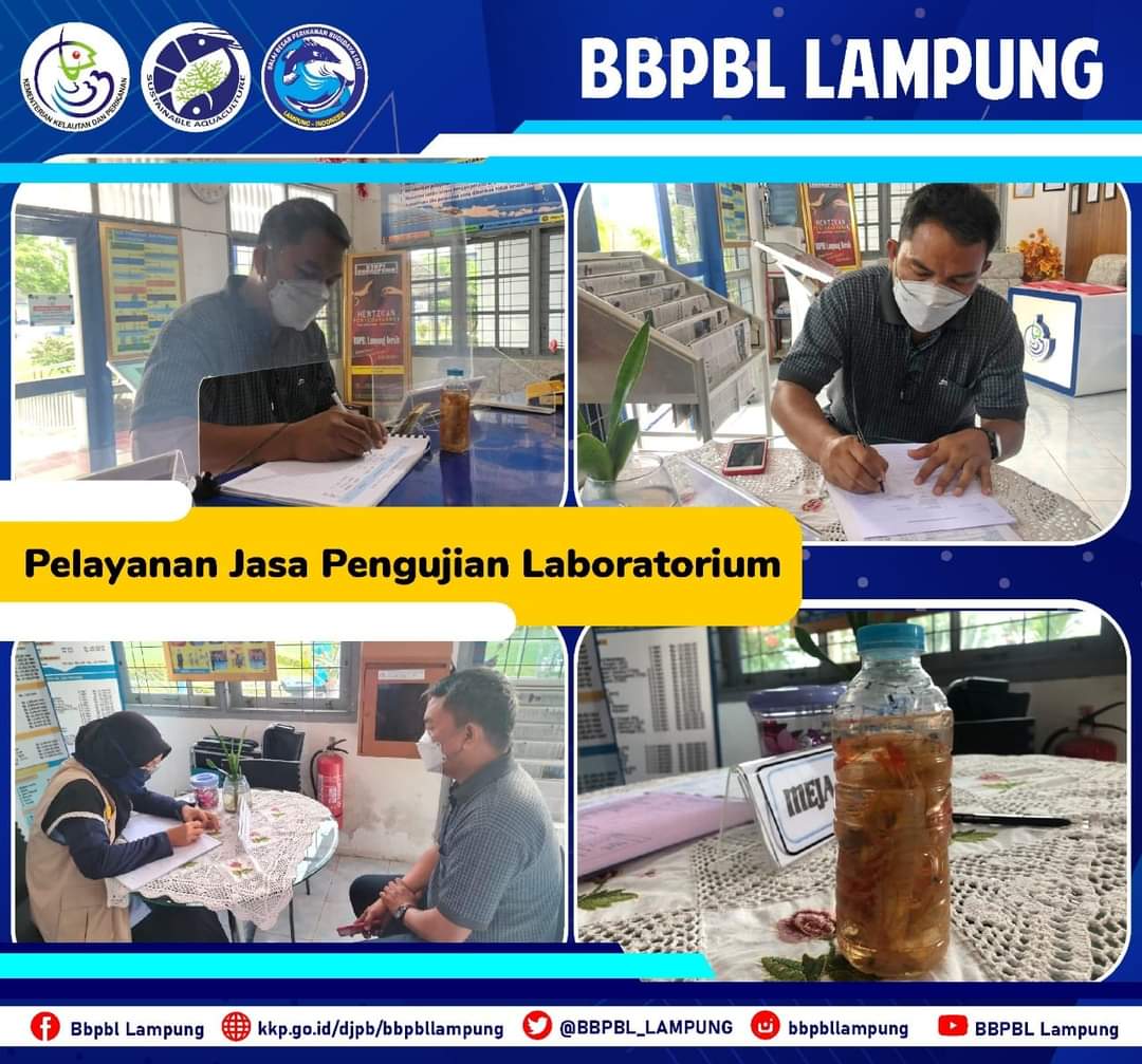BBPBL_LAMPUNG's tweet photo. Pelayanan jasa penerimaan satu (1) sample Udang Vannamei dari Tambak Bawang Meri Grup (Kamis, 1/7/2021). Alamat pengambilan sample di Dusun Purworejo, Desa Bawang, Kec. Punduh Pidada, Kab. Pesawaran. Uji yang akan dilakukan adalah uji Alt WSSV dan AHPND.
#bbpbllampung
#ujilab https://t.co/3aRURMvEnA