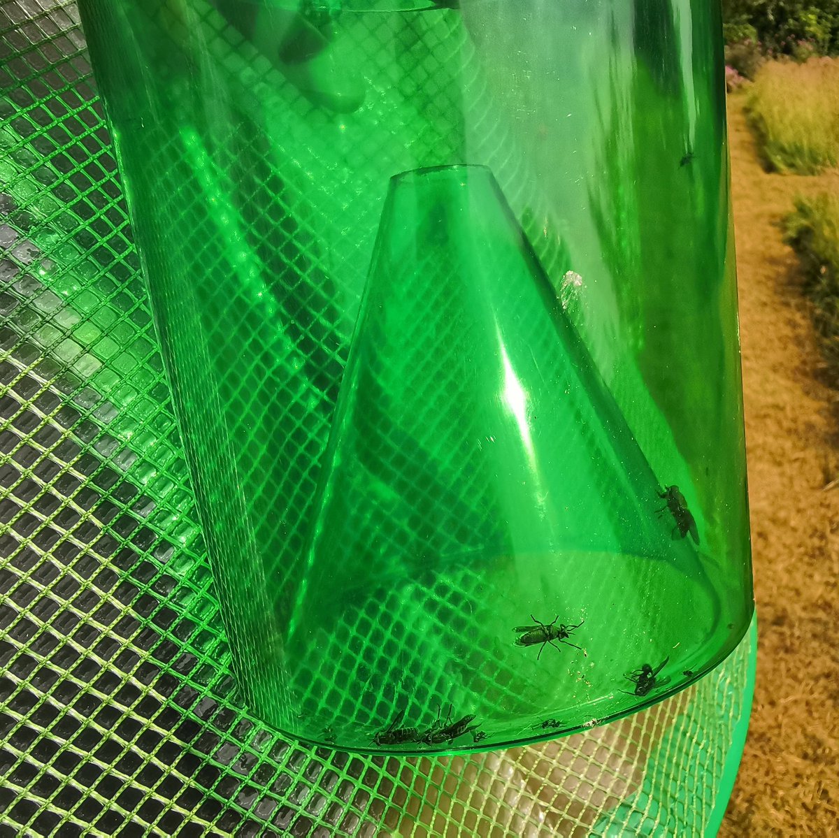 Horsefly Trap horseflytrap Twitter Profile TwStalker