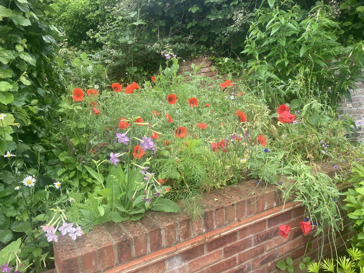 wildflowerman60's tweet photo. 13 weeks and a view from the car park side #nodig #wildflowerhour #wildflowerpatch #beethechange @BumblebeeTrust #junglegardening #commandogardening https://t.co/w33E12ko6j