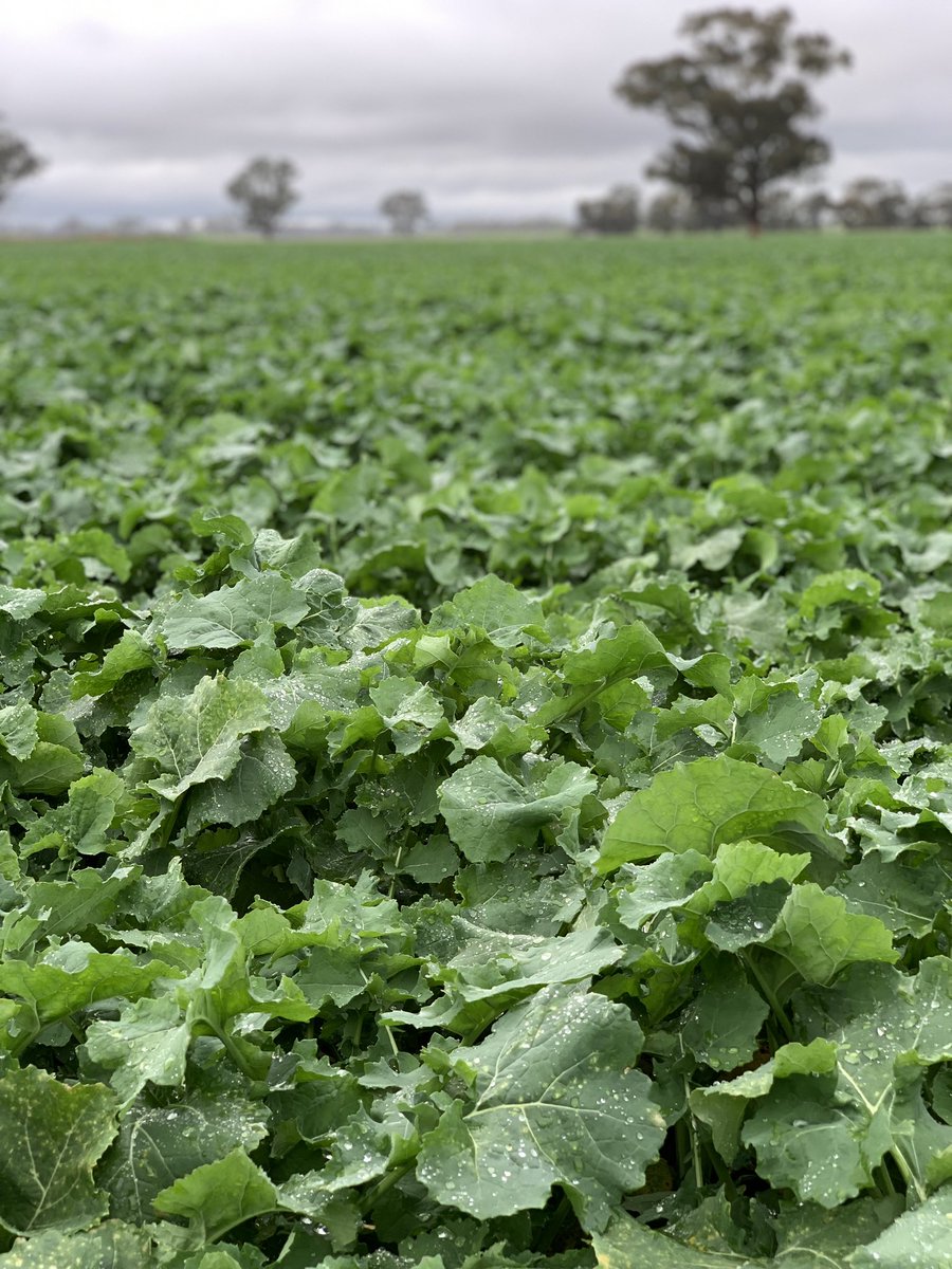 grassrootsag's tweet photo. 44Y94 CL canola on vetch grazing fallow. Green leaf from top to bottom &amp; set up with solid potential, low risk rotation for mixed farming #doublebreak #residualN #grasscontrol #cropcomp https://t.co/scaArApisX