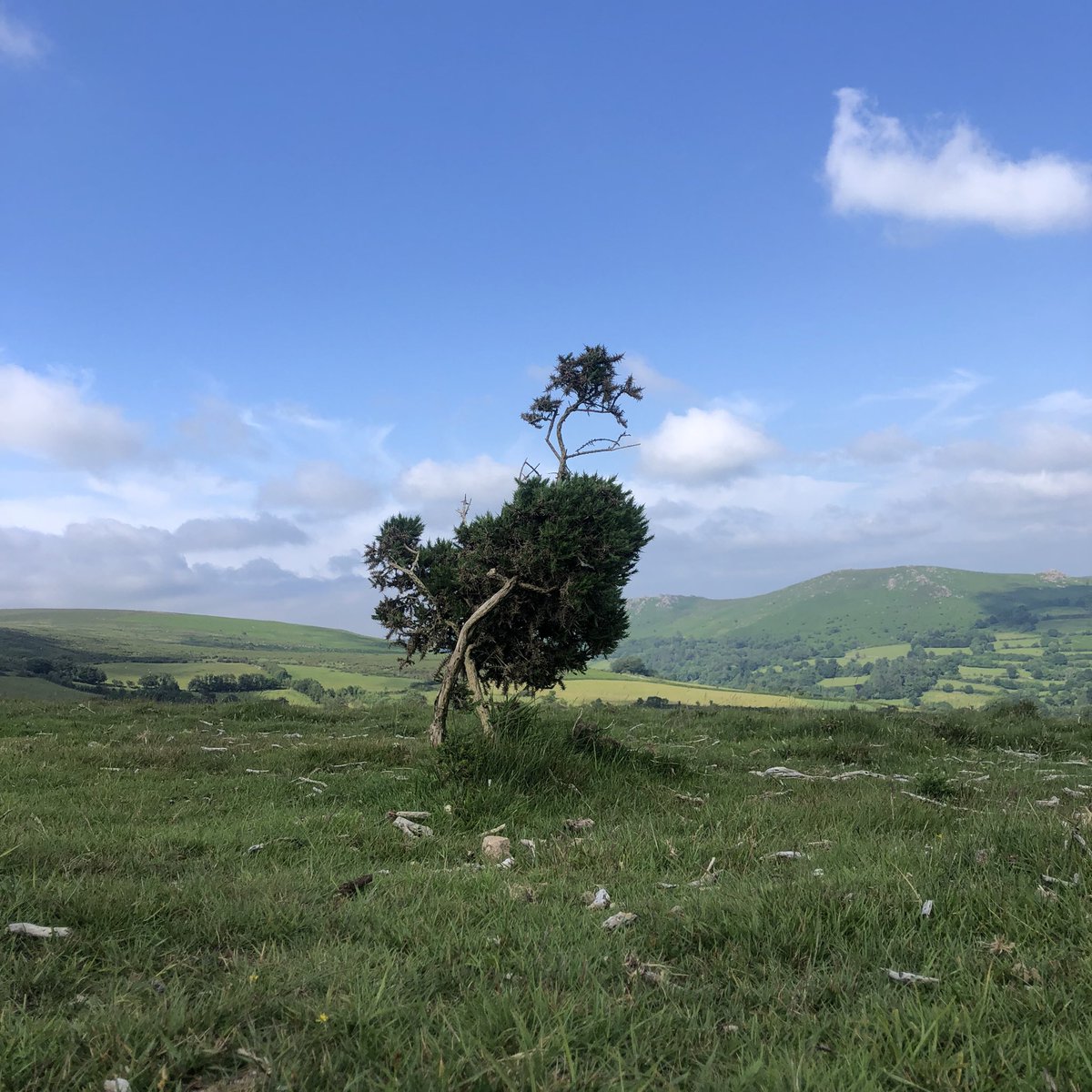 DartmoorHidden's tweet photo. There is a distinct possibility I’m seeing things… anyone else see a funky chicken 🐓 @dartmoornpa @VisitDevon @GreatDevonDays @DevonHotels @dartmoorlander #chicken #hikingadventures #sunnyday #eyes #dayhikes #seeingthings #wilddining https://t.co/iVsj9G0oP0