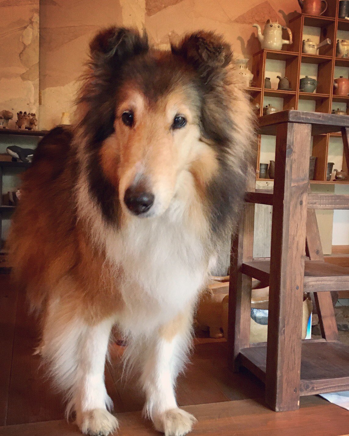 コリー犬 Twitter Search Twitter