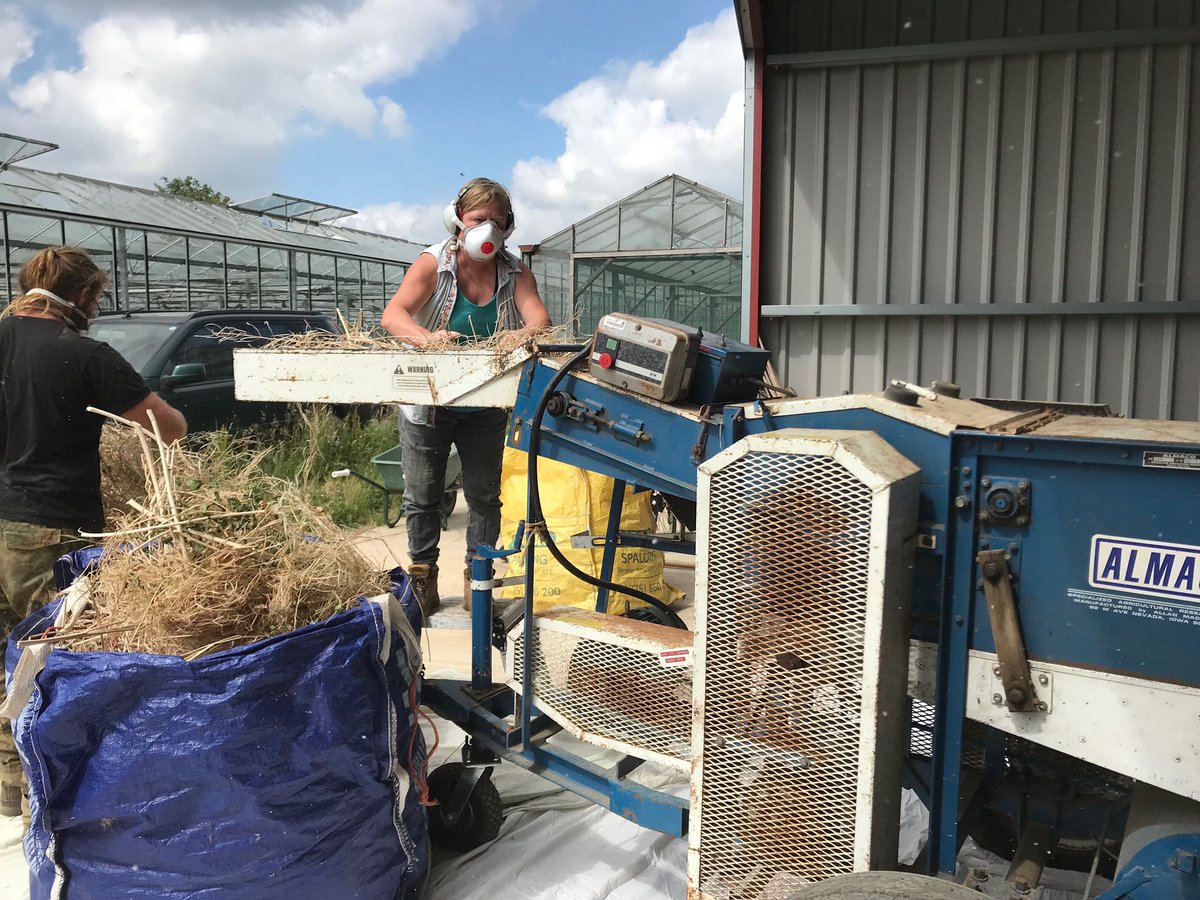 Threshing the Purple Top Milan Turnips yesterday #seedsovereignty #turnips #organicseed #biodynamicseed