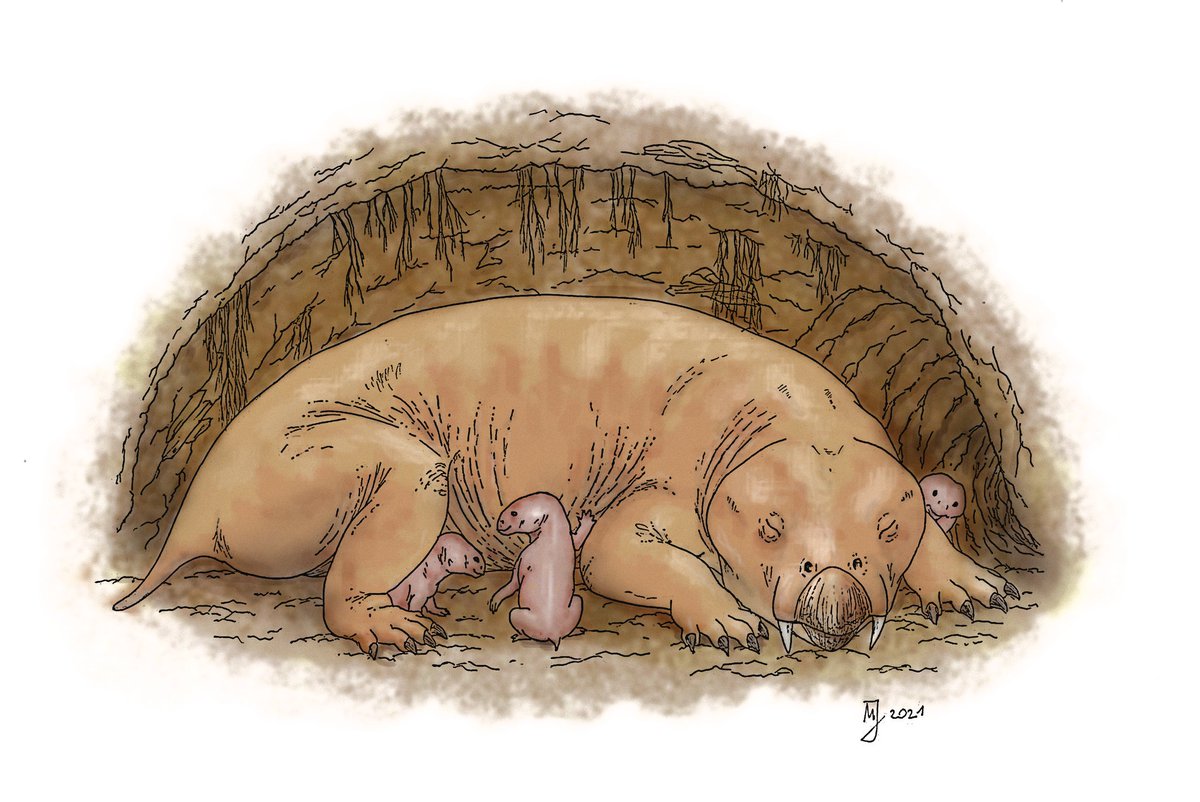 Arctops1's tweet photo. I have missed #SynapsidWeek and #SynapsidJune, but this image of recently described tiny neonates together with an adult diictodon, a Permian dicynodont, in the burrow, is worth showing. https://t.co/0HAu7gvr66