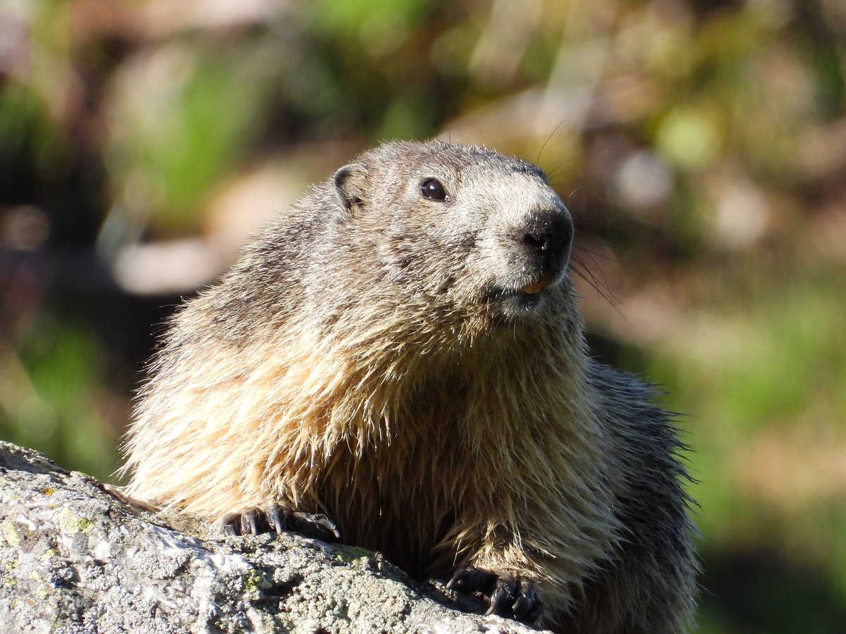 chaletnormalie tweet media