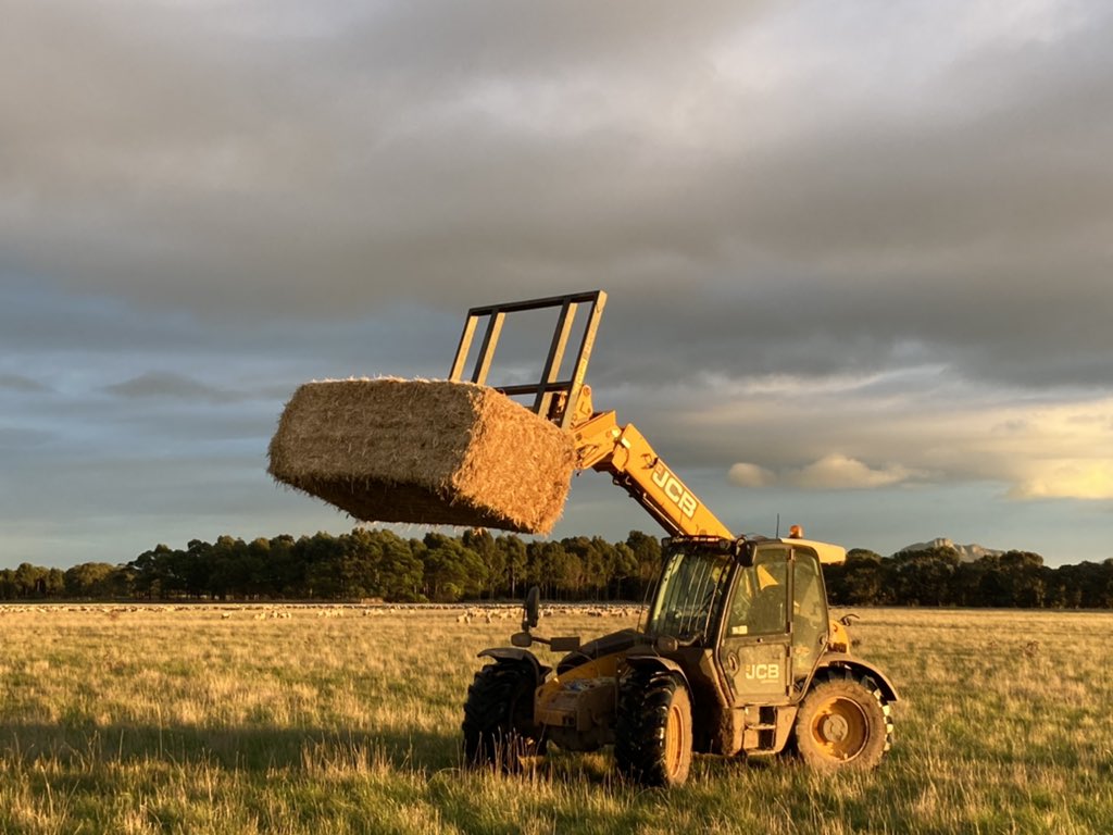 Fibre to merino hoggets. Annual (and in this case, bi annual) ryegrass system plays a huge part in our weaner management program, filling the winter feed gap, then giving us hay and silage options. These guys are stocked at 45dse/ha on rotation, will be in here for about 3 weeks.