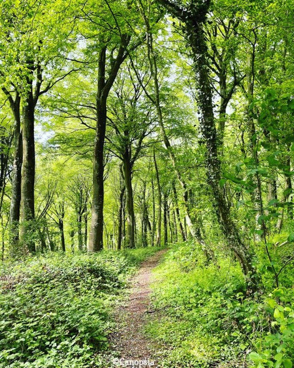 Ce week-end, succombez à l'appel de la forêt 🌳🤗
A l'occasion des @Nuitsdesforets, le tout nouveau Domaine de Fresnoy <a href="/canopsia/">Canopsia</a> a concocté une programmation aux petits oignons : bain de forêt, performance artistique, spectacle immersif,... Infos, résa canopsia.com