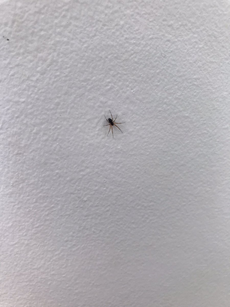 Hi <a href="/BritishSpiders/">BAS</a> could you attempt an ID on this for me, please? Best pic I could get. It was approx 5mm