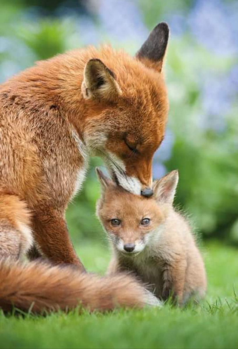 Siglos de odio infundado,lleva padeciendo el zorro,animal por otra parte gran controlador de micromamiferos,una visión distorsionada del mundo de la caza,le pone en el centro de la diana y queremos que esta masacre acabe,en La Rioja, en Galicia y en tantos sitios del territorio