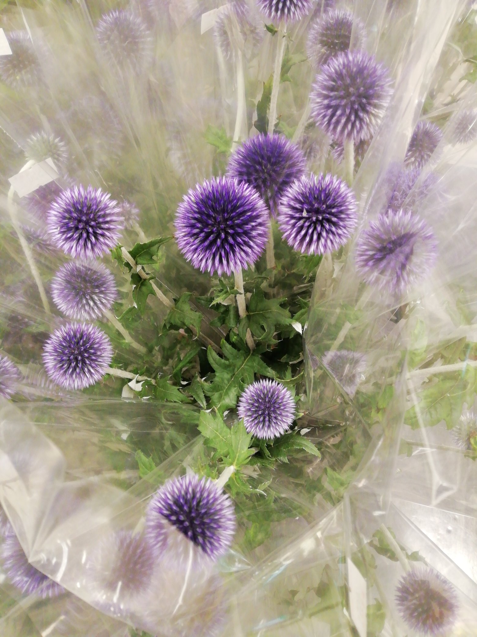 フラワー花水木 中のスタッフ 今日のフォルムの丸い花 紫のトゲトゲはルリタマアザミ１本550円 黄色の丸いミカンみたいなのはピンポン菊１本2円 ピンクの丸はカーネーション２本330円 赤いイチゴみたいなのは千日紅5本2円 丸い 丸くて妙に可愛い ﾟaﾟ