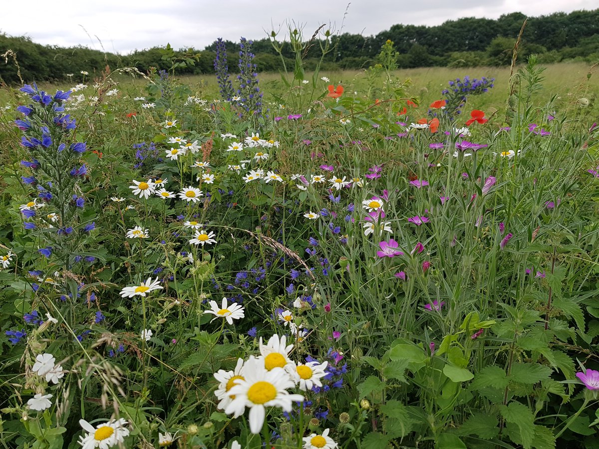 BurgessField's tweet photo. #BurgessField #wildflower #meadow earlier in the week. Managed to encourage wildflowers, and given a helping hand last autumn with seeds sown by great turnout of volunteers. https://t.co/xKfq537rKq
