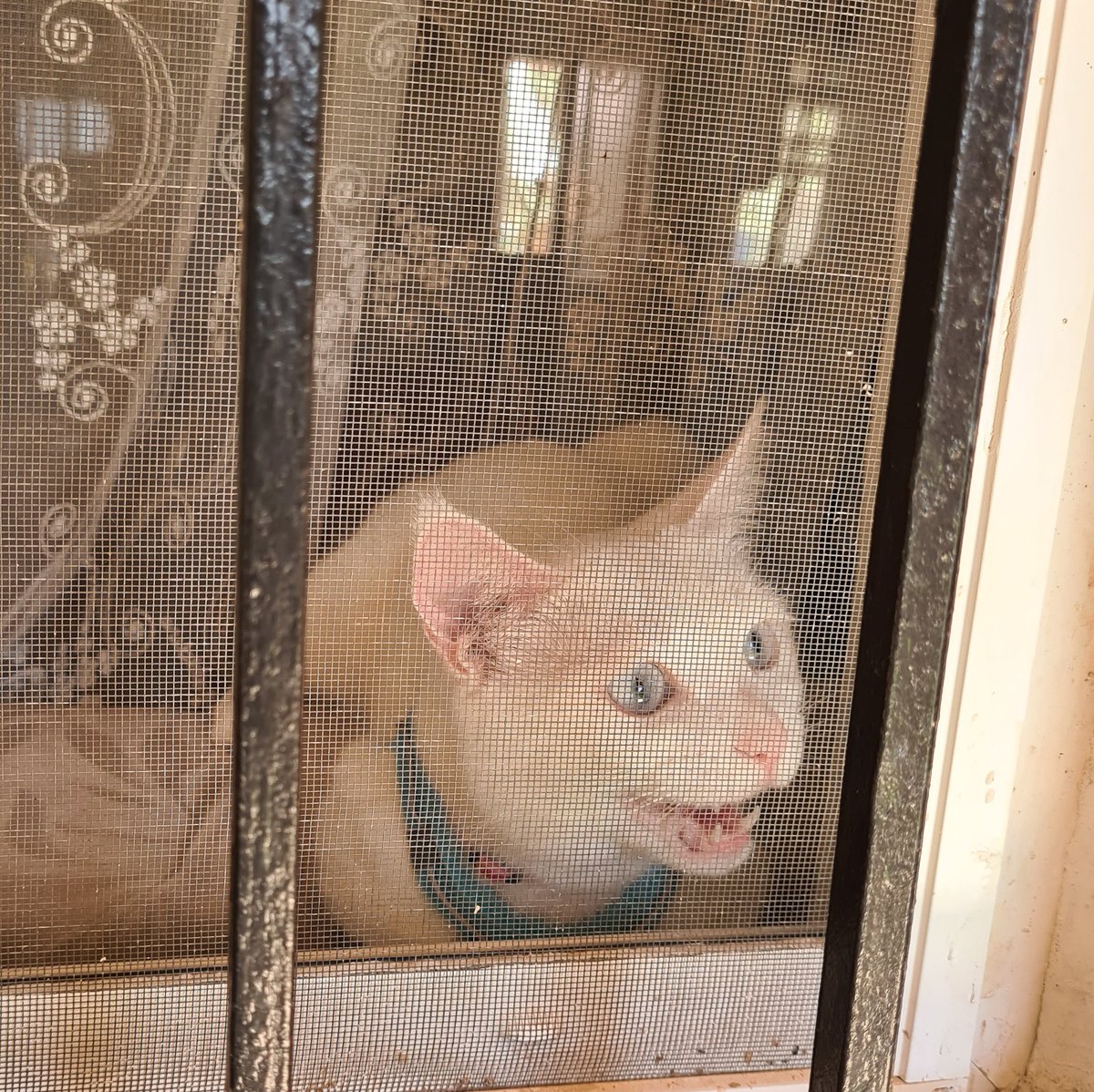 Demir parmaklıkların ardından sesleniyorum, romantik sözler yazıyoruz diye kimse bizi ponçik zannetmesin biz cezaevi çocuğuyuz. HaDi EyvAllah...