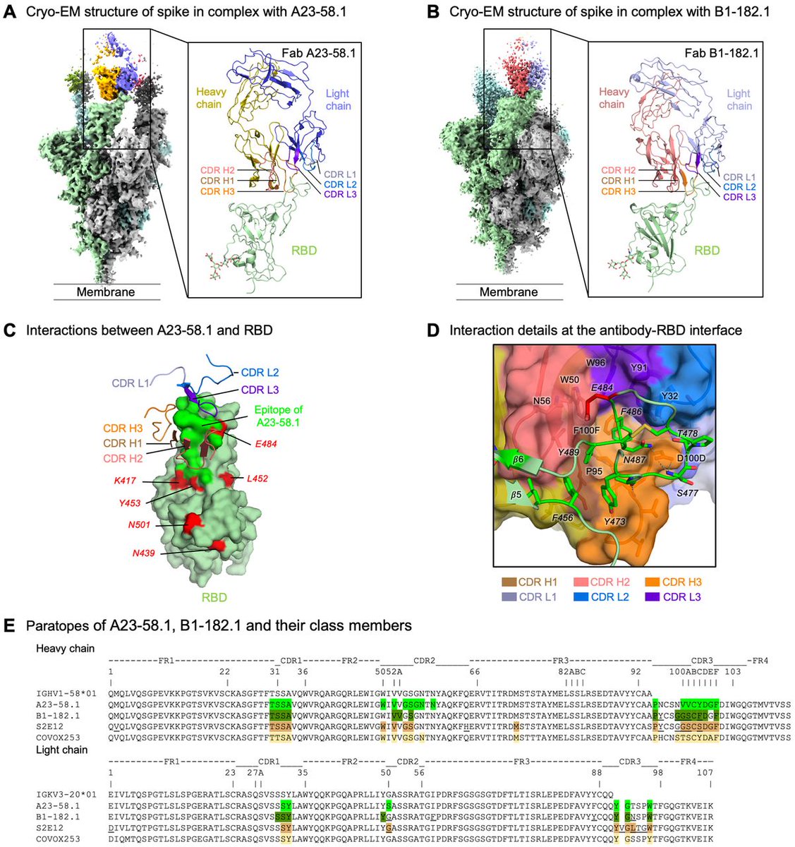 อันนี้เจ๋ง พบ antibody จากผู้หายป่วยรายหนึ่งซึ่งมีฤทธิ์ยับยั้งเชื้อ COVID ทุกสายพันธุ์ที่ดื้อในปัจจุบัน นักวิจัยแยกออกมาได้แล้วตั้งชื่อว่า VH1-58 คาดว่าน่าจะเตรียมทำเป็น monoclonal Ab ต่อ science.sciencemag.org/content/early/…