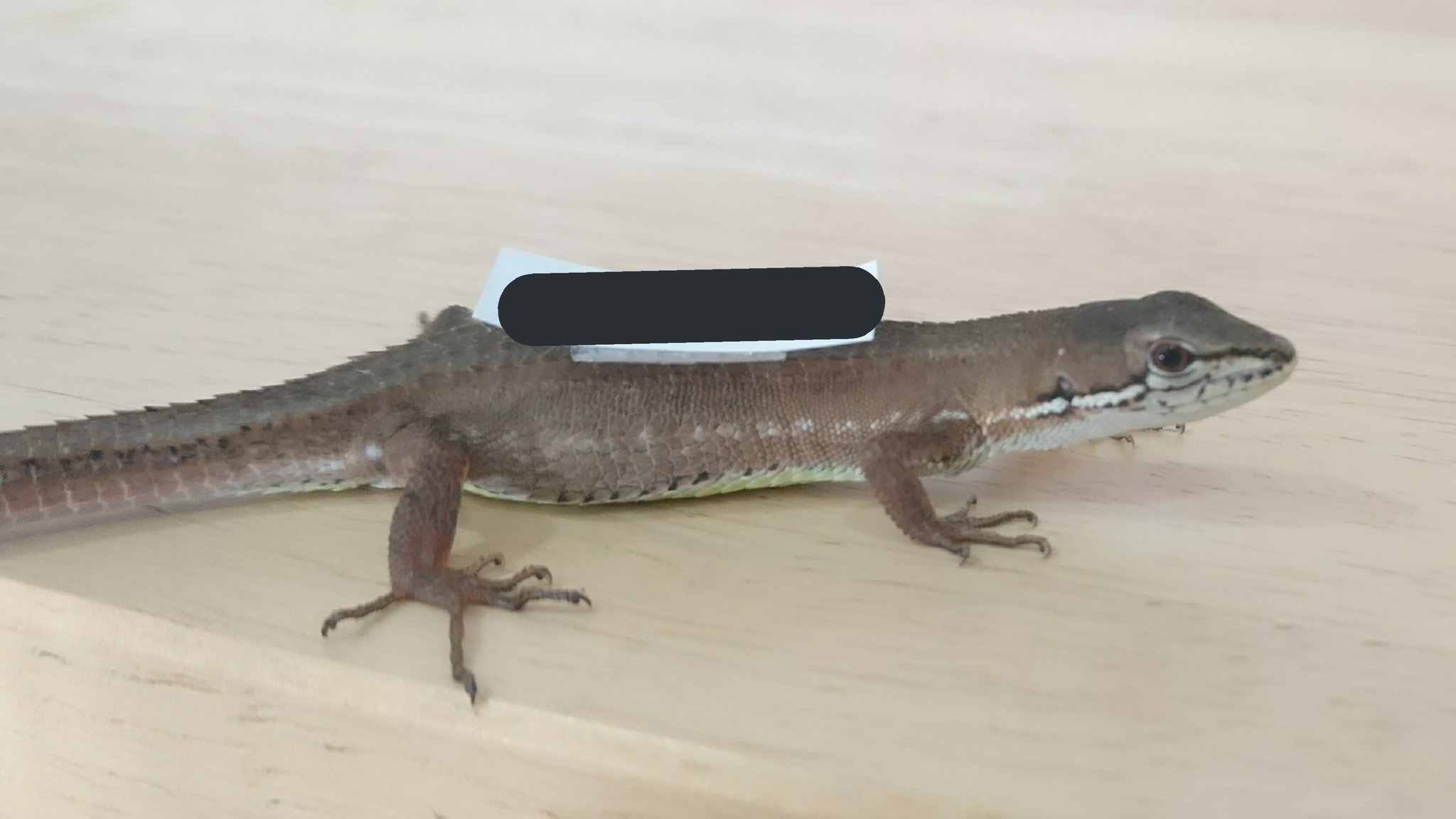 カナヘビ カナヘビ トカゲ 爬虫類 飼育セット