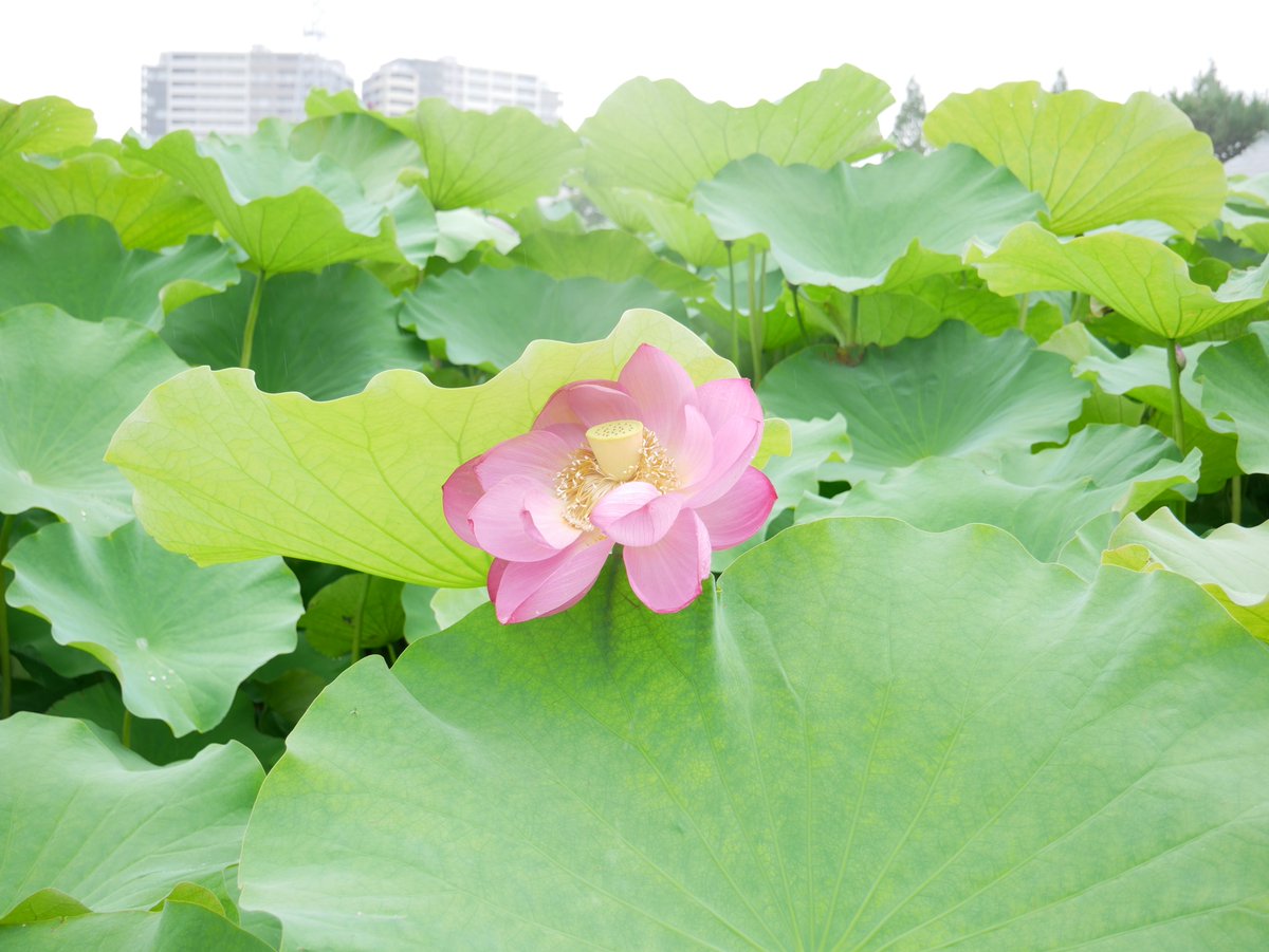 堺市東区長 白鷺公園のハスの花の見頃は お問い合わせも数件いただきました 昨日今日と雨模様 雨量が多くなってますのでご注意ください ですが 見頃をお伝えできればと 今朝 雨の止み間にと思い行ってきました 続く