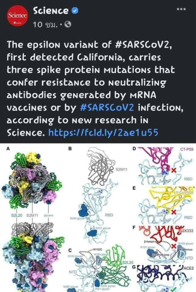เพื่อนรุ่นน้องเป็นพยาบาลวอร์ดโควิดที่อเมริกาบอกเมื่อคืนนี้มีคนไข้โควิดเข้ามา 3 คนพร้อมกันอาการหนักทั้งที่ได้ไฟเซอร์แล้วและที่เอมริกามีสายพันธุ์ใหม่ชื่อ Epsilon เจอที่ Caiornia ซึ่งพันธ์นี้ทั้งไฟเซอร์โมเดอน่าต้านไม่ได้และ CDC ก็ลงข้อมูลใน webแล้วน่ากลัวจริงๆ🥺