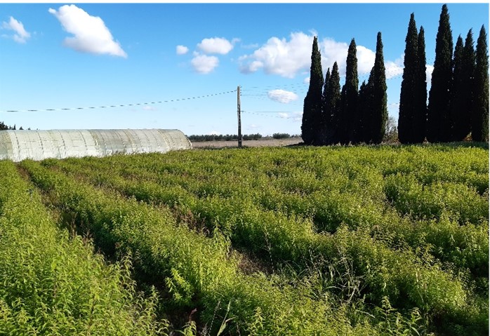 agence_bio's tweet photo. Félicitations à Garoma, lauréat du #FondsAvenirBio #AgenceBIO #FranceRelance, associant SCIC BIO ORB PPAM, Biopartenaire, @Civambio30 et OCEBIO, pour son projet de développement de la filière Plantes à Parfum Médicinales et Aromatiques #bio ▶️https://t.co/VOLDpXxHnw
#bioen2021 https://t.co/GC9XJ7SVbB