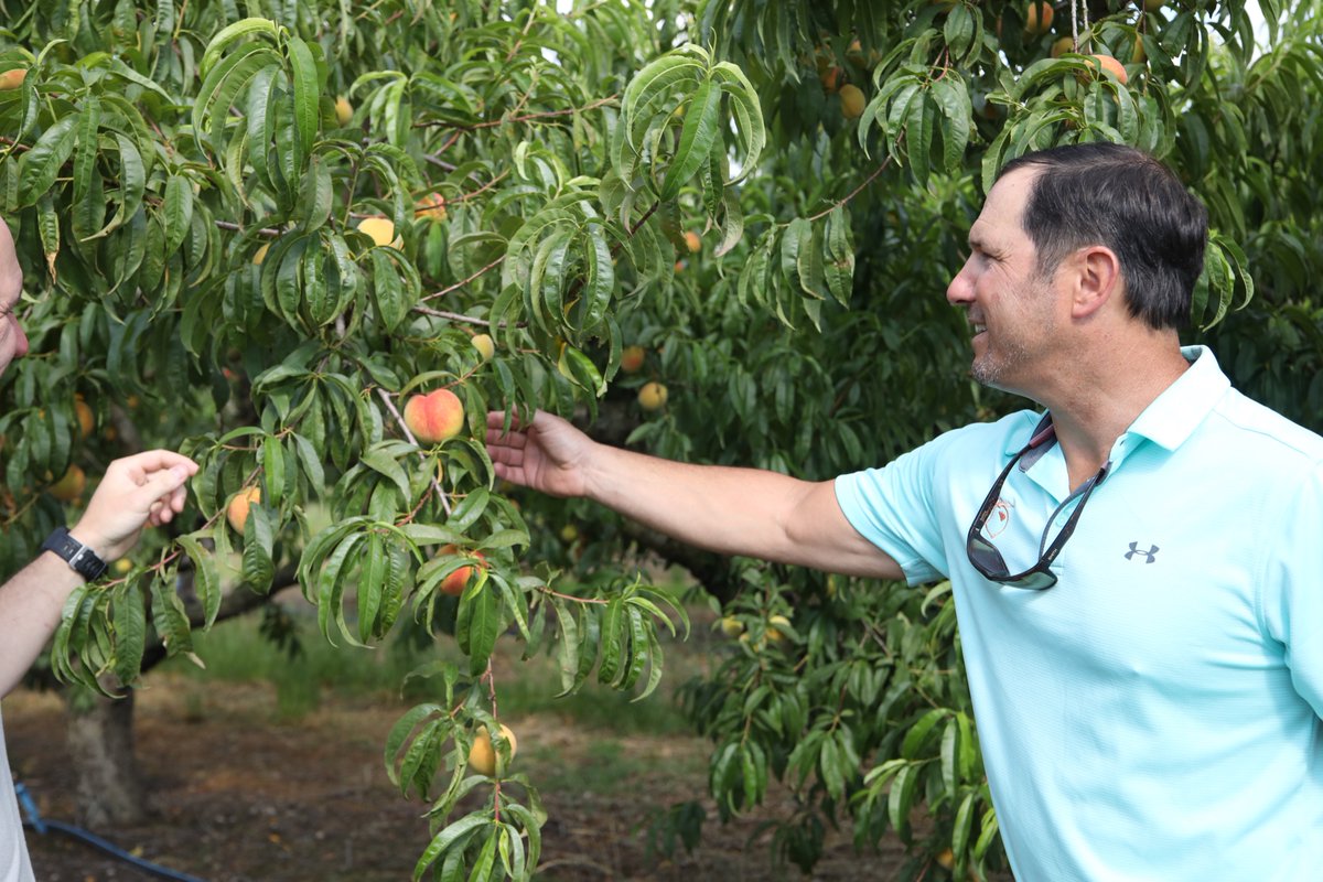 letsmeatless's tweet photo. Road trip! What summer produce is available near your hometown? Farm-fresh, #CertifiedSCGrown peaches from Big Smile Peaches are only an hour from Columbia in Johnston, SC. Drive over and get a box of freshly picked peaches—they’re open from 8am to 4pm Monday through Saturday! 🍑 https://t.co/1HNwvE0tUF