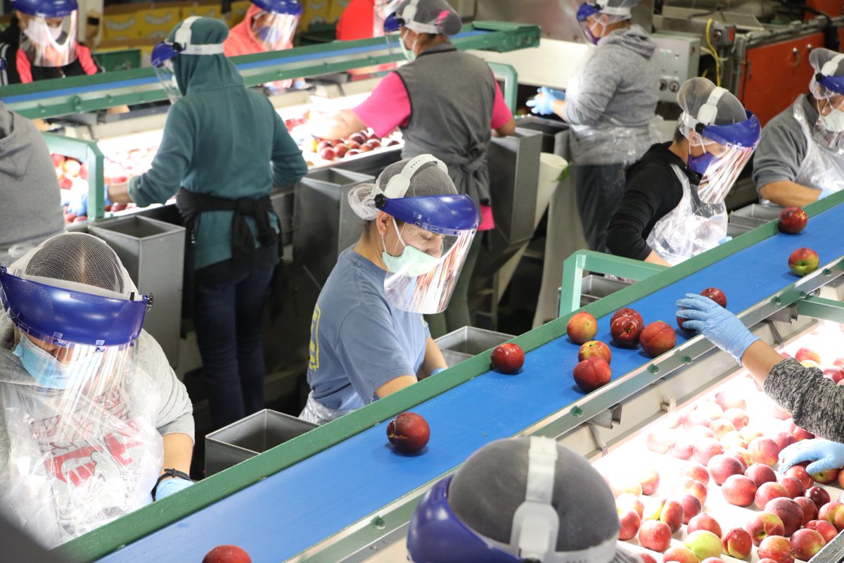 letsmeatless's tweet photo. Road trip! What summer produce is available near your hometown? Farm-fresh, #CertifiedSCGrown peaches from Big Smile Peaches are only an hour from Columbia in Johnston, SC. Drive over and get a box of freshly picked peaches—they’re open from 8am to 4pm Monday through Saturday! 🍑 https://t.co/1HNwvE0tUF