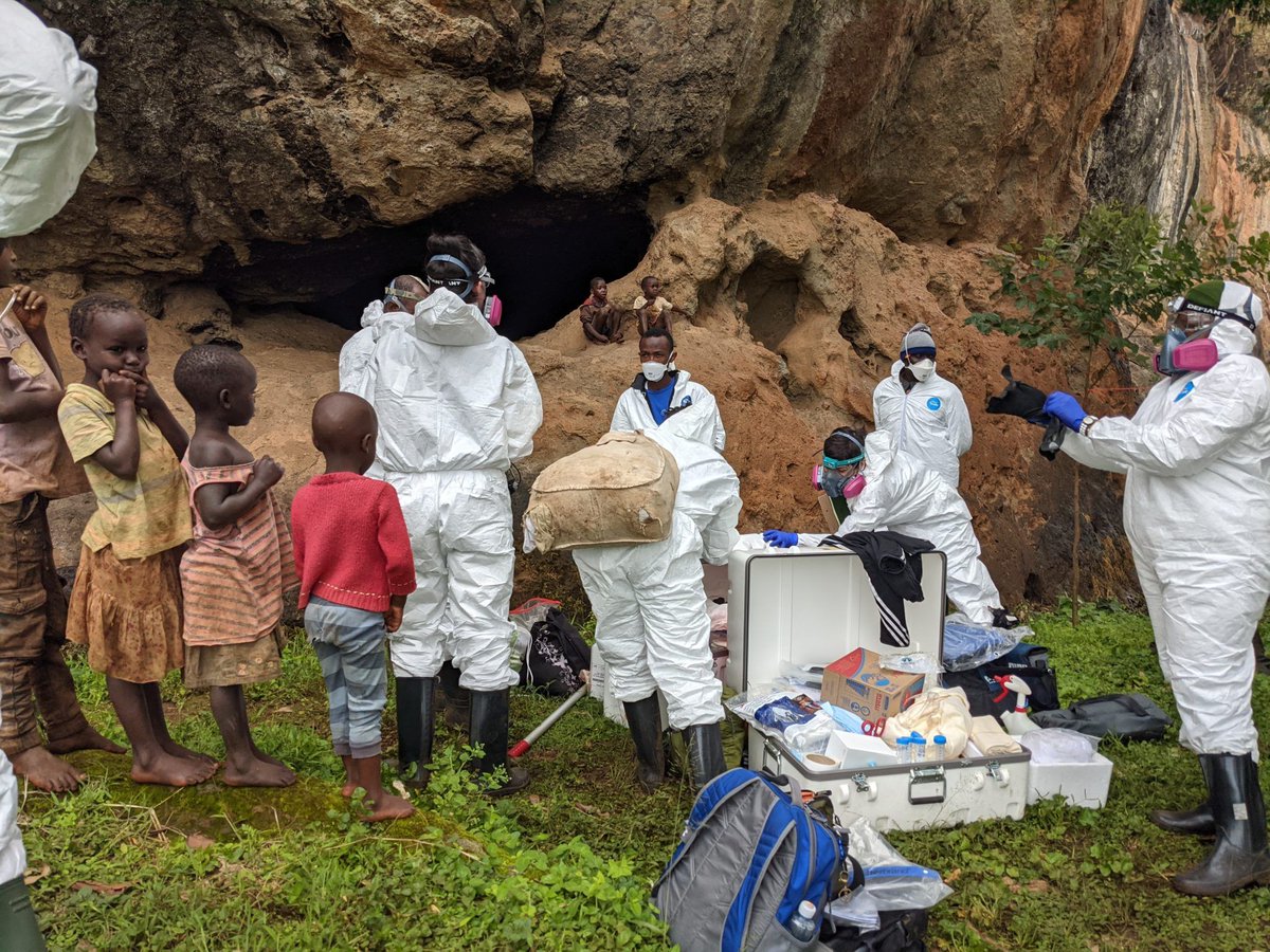 ResearchCSU's tweet image. This spring, an international team of scientists began a five-year research project in Uganda. The research will help both countries understand and mitigate disease transmission from bats to humans and humans to bats.

buff.ly/2Uhwvzw