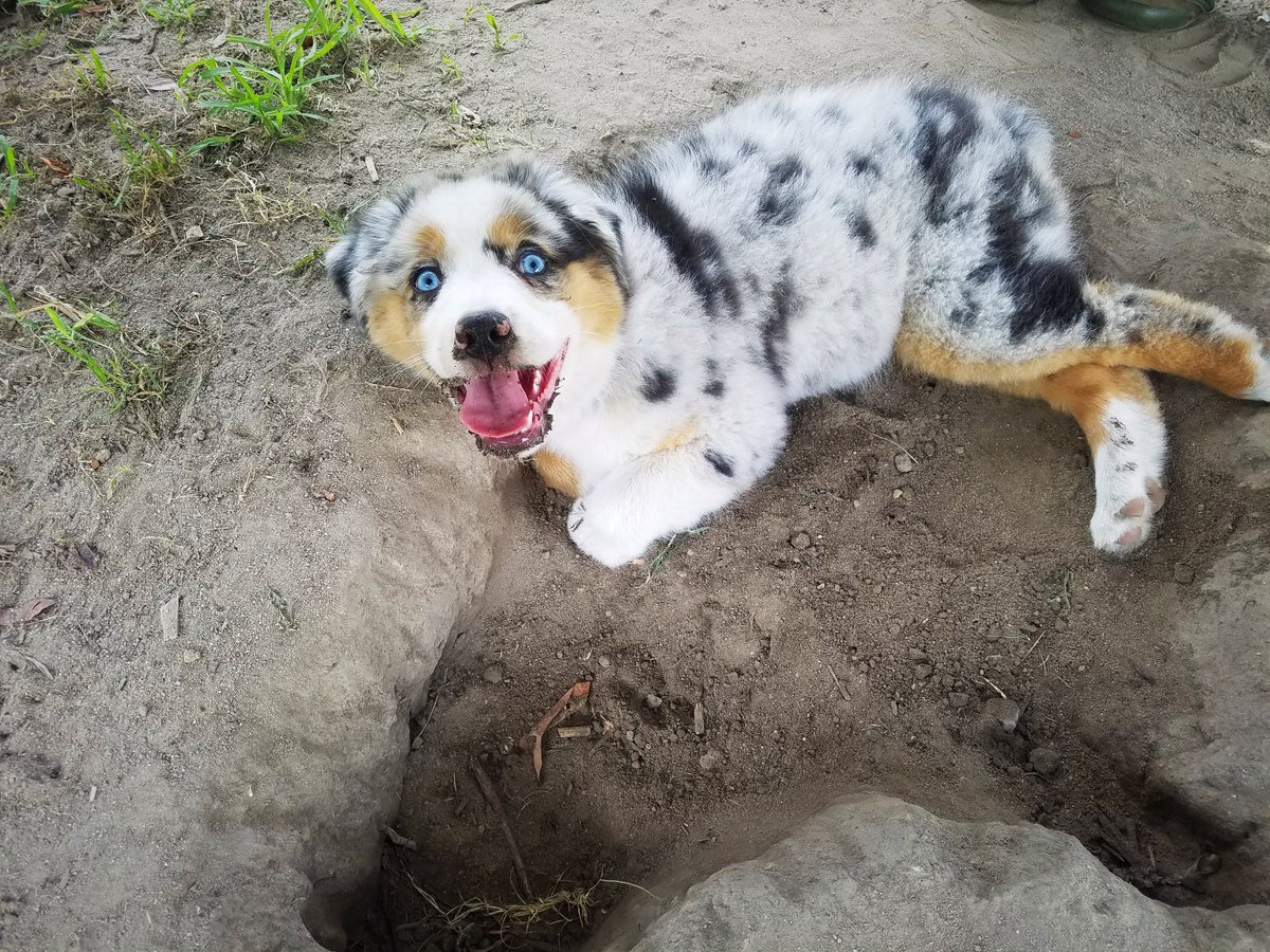 Welcoming little Sylo to the family 🐾💙 if you want to follow our journey, check this little guy out on Instagram! @blueeyedsylo He’s a CKC Certified Standard Blue Merle Australian Shepherd and so far, is LOVING life in Richmond 🌈🤍