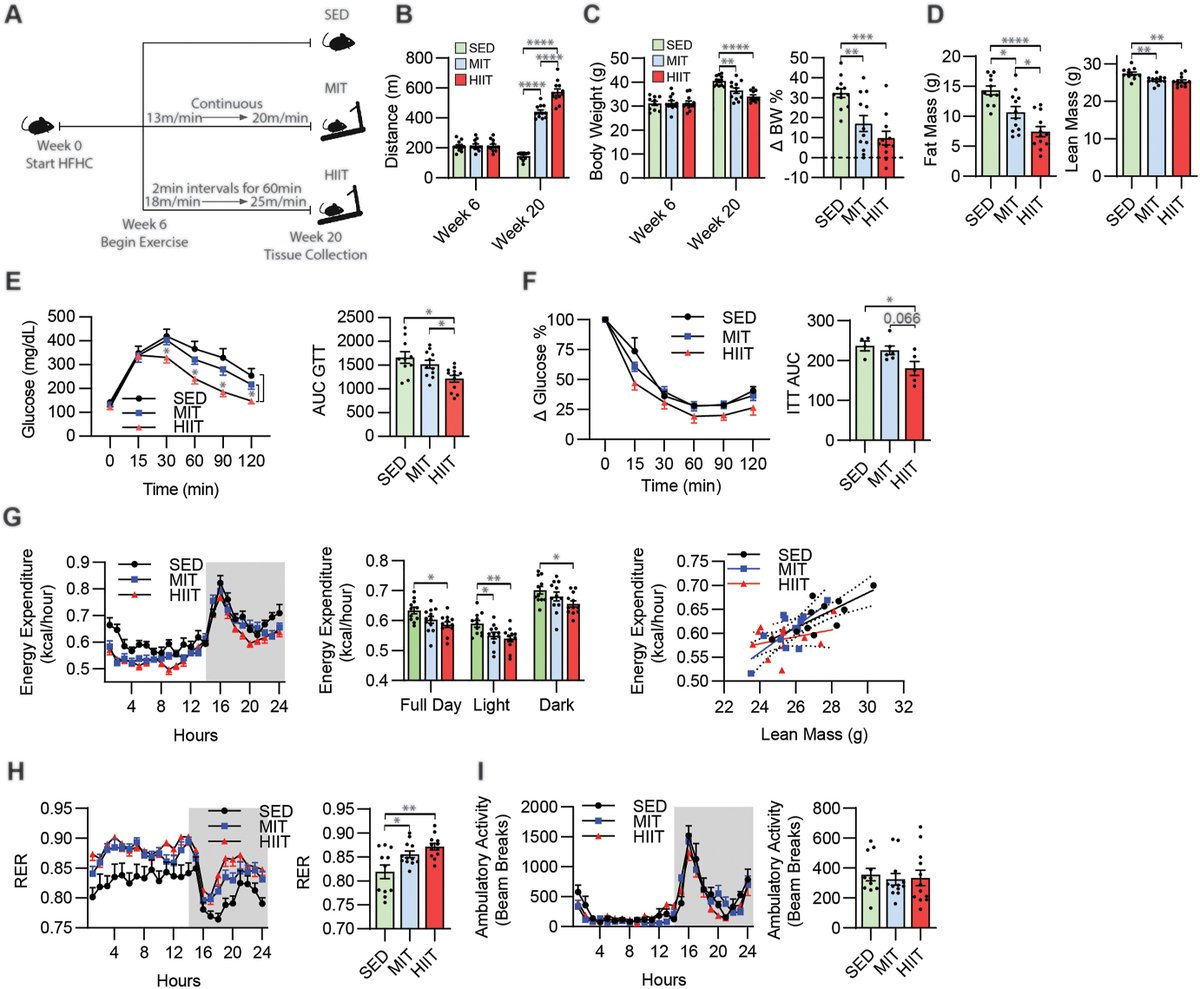 MolMetab's tweet photo. Exciting new data from the Revelo Lab reveals that high-intensity exercise is more effective than moderate-intensity at reducing #NASH.
@GavinFredricks2 @Xavier_Revelo @UMNews

➡️https://t.co/9VO83muAZA https://t.co/JxU8kBYS0X