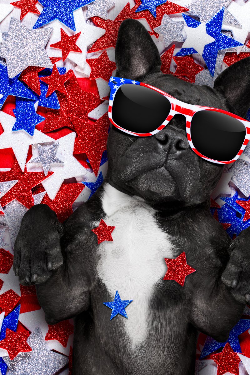 MissyShow's tweet image. Happy Friday! Check out these 4th of July pet safety tips to keep your fur babies safe:
shesatortie.blogspot.com/2021/07/pets-d… 
#animals #pets #4thofJulyWeekend #safetytips #safety