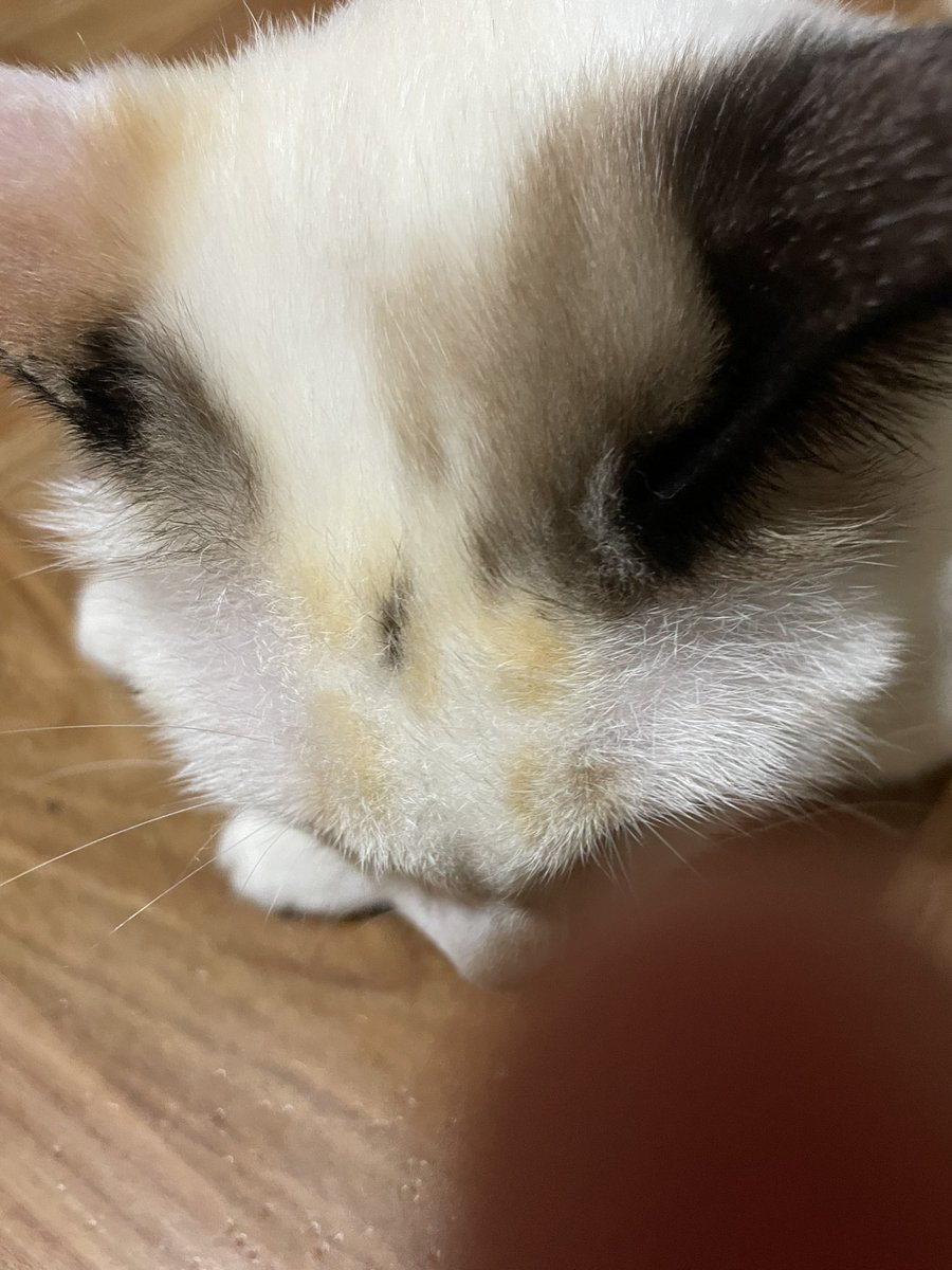 のび太 tweet media