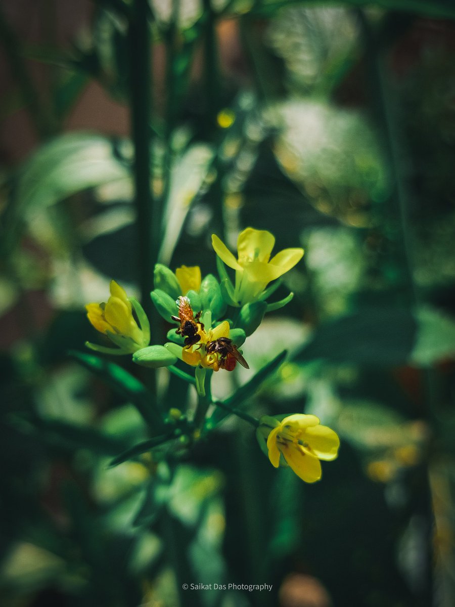 Flower..
#Flowers #nature #photography #PhotoOfTheDay #photographer #NaturePhotography #indiaphoto #world #greenleaf #Leafs #yellowflower #twitter #macrophoto #tripuraphotographer

@Lightroom @indiapicturesXL