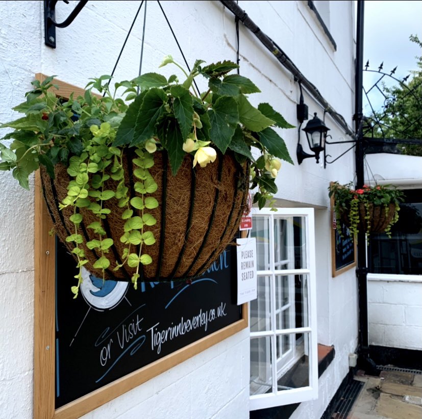 TigerInnBev's tweet image. The flowers are back! Can’t wait for them to start blooming in 2 weeks! 🌼🌸🌺