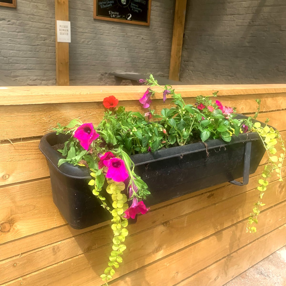 TigerInnBev's tweet image. The flowers are back! Can’t wait for them to start blooming in 2 weeks! 🌼🌸🌺