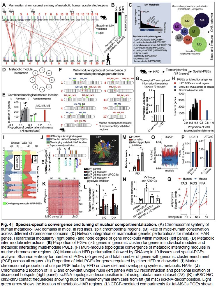 manoliskellis's tweet photo. Excited to share our #MetabolicResilience &amp; #GenomePlasticity preprint
https://t.co/h0ZjE4Ye2t
by @LeandroAgudeloZ @RTuyeras #TeresaFemenia #Obesity #Adaptation #Condensates #HumanAccelR #ChromatinArchitecture #Metabolism #Fasting #PGC1A #PhaseTransition #Environment #Metabolism https://t.co/FrGw3oVWjg