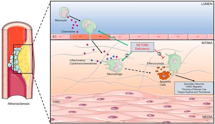 Deficiency of histone lysine methyltransferase SETDB2 in hematopoietic cells promotes vascular inflammation and accelerates atherosclerosis: buff.ly/362eZlm
<a href="/YaleMed/">Yale School of Medicine</a> <a href="/HopkinsMedicine/">Johns Hopkins Medicine</a>
#Inflammation #VascularBiology