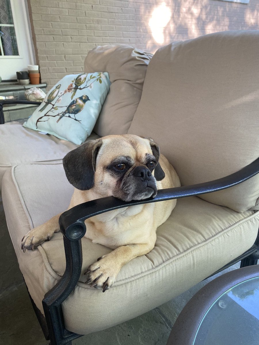 PetersburgPugs's tweet photo. Meet Sugar. She is an eight and a half year old puggle and the light of @thechelseabravo life https://t.co/jvL7EYqg1P