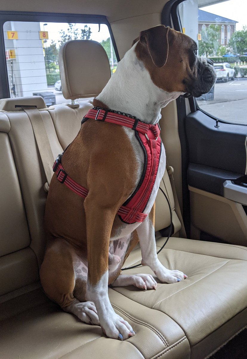 ChanceAndJack's tweet photo. Mom sees da doctor again today, and we are riding along. We get to hang out with Dad in da big truck. Do you like to go for rides, frens? #dogsoftwitter #wheelybugs #WindInOurFur #BigTruck https://t.co/15bBeoGnwy