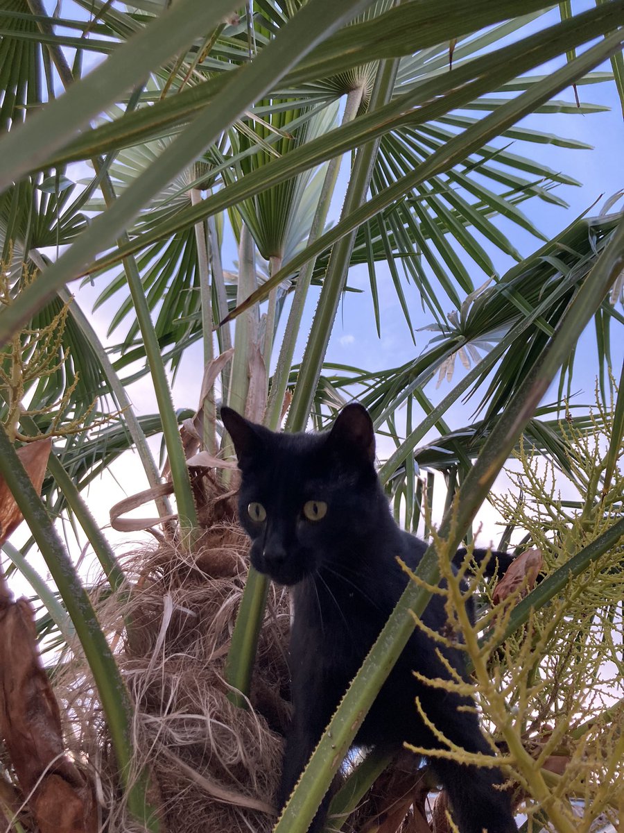 Micky Culff (@mickyculff) on Twitter photo 