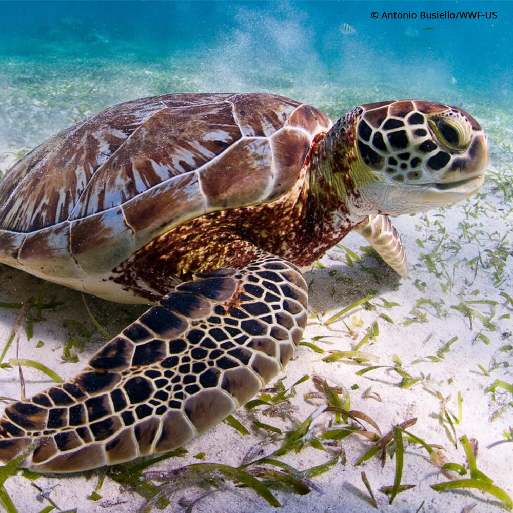 World Wildlife Fund on Twitter: World Wildlife Fund on Twitter: