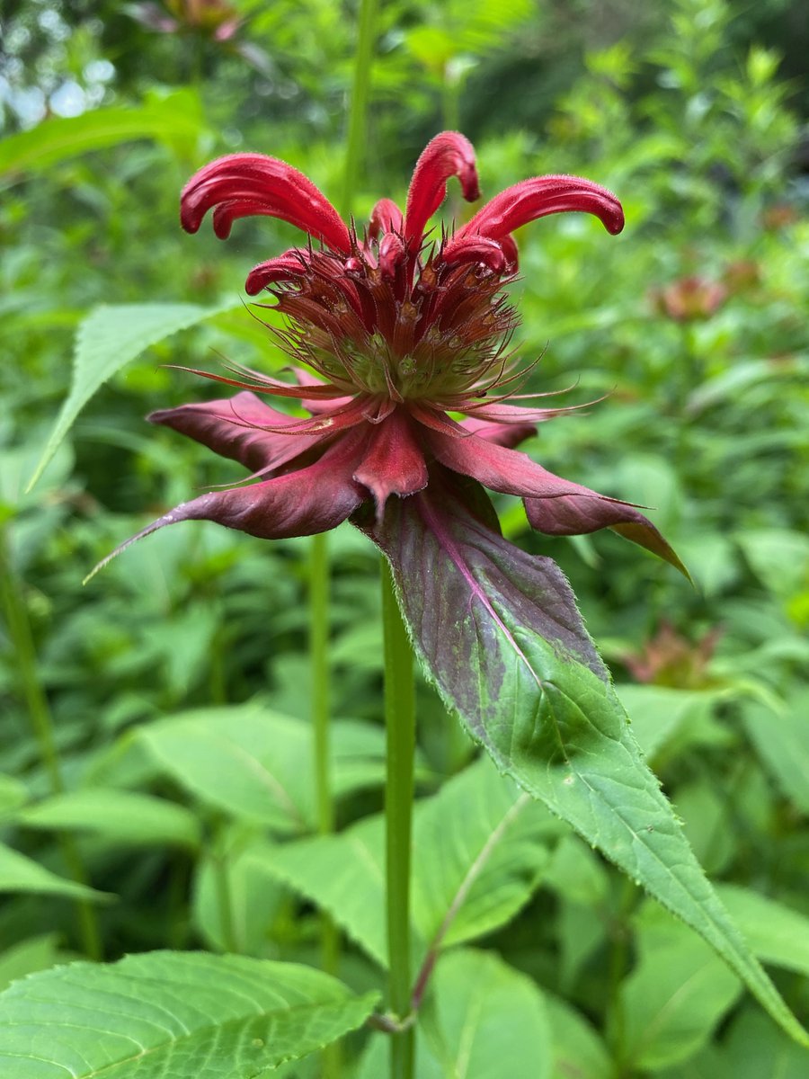 PureEnergyVT's tweet photo. Where are our gardeners? We'd love to see your photos of veggies, flowers, lawns, and farms! Show us your beauty!

https://t.co/pwlsWwdqcY 

#garden #handsinthedirt #flowers #vegetables #farmhouse #farmlife #madeinvermont #shoplocalvt #femalefounders #beebalm #gardening https://t.co/l3FtXxa9Wo
